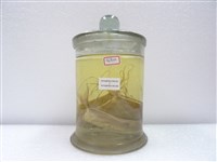 藏品(印度絲鰺)的圖片